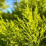 Baccharis sarothroides Hoja