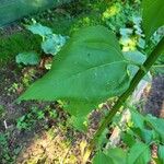 Helianthus tuberosusLeaf