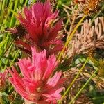 Castilleja miniata ফুল