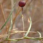 Merremia tridentata Fruto
