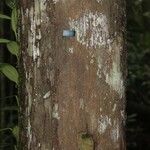 Pouteria platyphylla বাকল