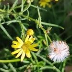 Senecio inaequidensFlor