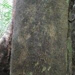 Sloanea guianensis Bark