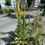 Verbascum densiflorum Habitus