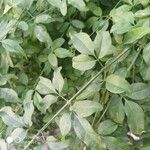 Jasminum fruticans Leaf