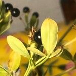 Chrysojasminum fruticans Yaprak