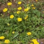 Potentilla pyrenaica Habit