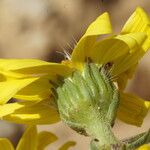 Jacobaea auricula Flor