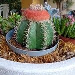 Melocactus matanzanus Blatt
