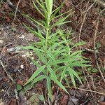 Polygonatum verticillatum ᱛᱟᱦᱮᱸ