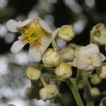 Saurauia montana Flower