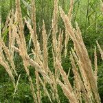 Calamagrostis epigejos Fruit