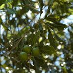 Macadamia integrifolia Φρούτο