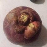 Garcinia mangostana 果實