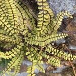 Asplenium trichomanes Hábitos