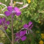 Epilobium angustifoliumFlower