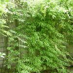 Asparagus asparagoides Habitus