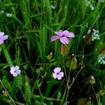 Vaccaria hispanica 花