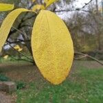 Sassafras albidum Leaf