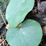 Cissampelos pareira Leaf