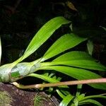 Mormodes horichii Other