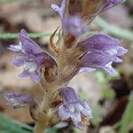 Orobanche nana Кветка