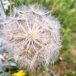 Tragopogon pratensis Fruit