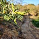 Acacia thomasii Leaf