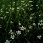 Stellaria graminea Blüte