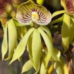 Prosthechea cochleata Fleur