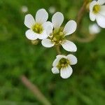 Saxifraga granulataFlower