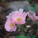 Rosa abietina Altul/Alta