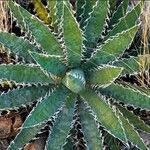 Agave xylonacantha Hoja