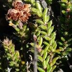 Erica galioides Hoja