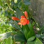 Clivia nobilis Virág