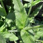 Anchusa azurea Leaf