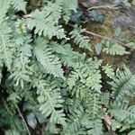 Polypodium vulgare Хабит