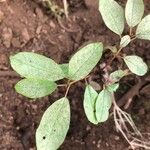 Frangula azorica Yaprak