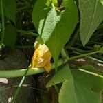 Cucurbita foetidissima Blad