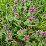 Lamium hybridumFlower