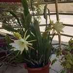 Epiphyllum oxypetalum Flower