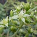 Sedum allantoides Blomma