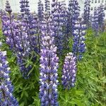 Lupinus nootkatensis Cvijet