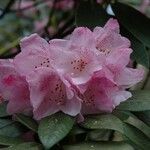 Rhododendron balfourianum Λουλούδι