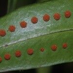 Microgramma thurnii Leaf