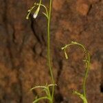 Wahlenbergia lobelioides موطن