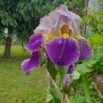 Iris × germanica Květ
