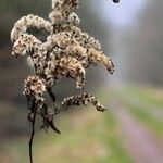 Solidago gigantea 花