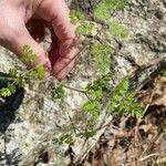 Chaerophyllum tainturieri Leaf