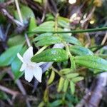 Angraecum ramosum List